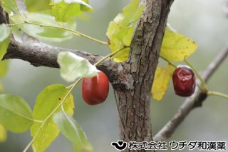ナツメ（果実）クロウメモドキ科
