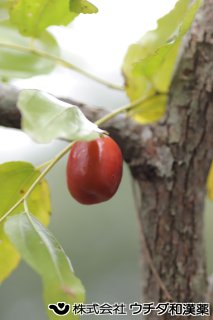 ナツメ（果実）クロウメモドキ科
