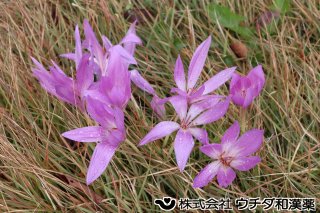 イヌサフラン　ユリ科