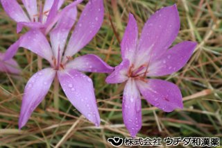 イヌサフラン　ユリ科