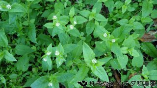 ウシハコベ　ナデシコ科