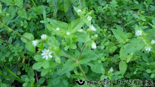 ウシハコベ　ナデシコ科