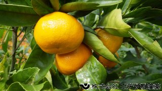 ウンシュウミカン　ミカン科