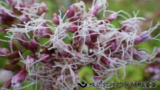フジバカマ　キク科