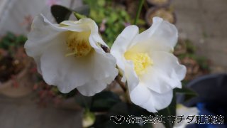 ツバキ　ツバキ科