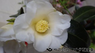 ツバキ　ツバキ科