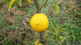 ユズ　ミカン科