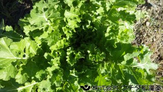 カブラ　アブラナ科