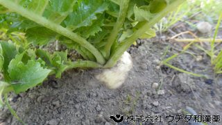 カブラ　アブラナ科