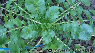 ダイコン　アブラナ科