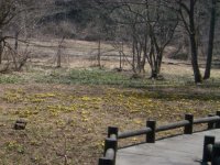 福寿草の自生地