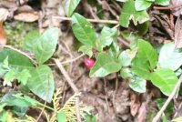 山で見たヤブコウジ