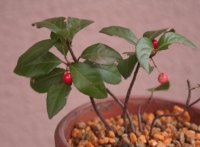 鉢植えにしたヤブコウジ