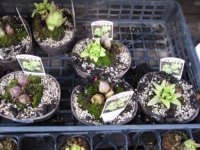 フキノトウの鉢植え