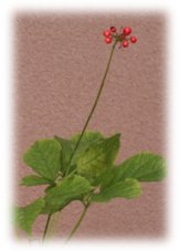 花が咲いて赤い実をつけてたチクセツニンジン