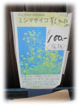 ミシマサイコの苗