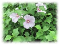 ムクゲの花
