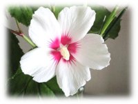 ムクゲの花