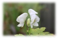 白花トリカブト
