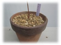 植え替えた終えた株