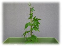 プランターへ植えてみた