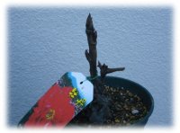 市販のボタンの鉢植え