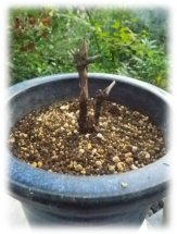 大きな鉢へ植えたところ