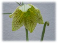 花の内側の網目模様