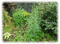 庭に植えたアミガサユリとその花