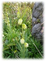 庭に植えたアミガサユリとその花