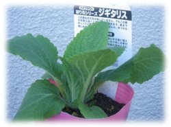 市販のジキタリス苗