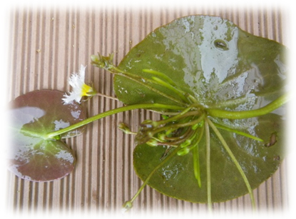 葉裏についた殖芽の様子