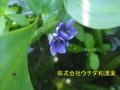 コナギ