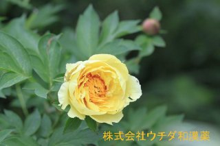 オリエンタルゴールド