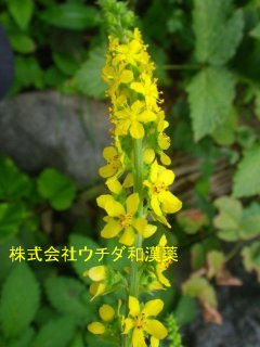 キンミズヒキ