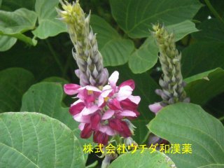 クズ