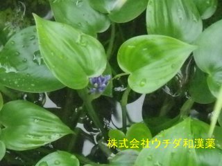 コナギ