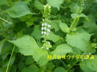 シソ