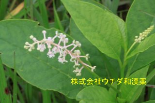 ヨウシュヤマゴボウ