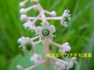 ヨウシュヤマゴボウ
