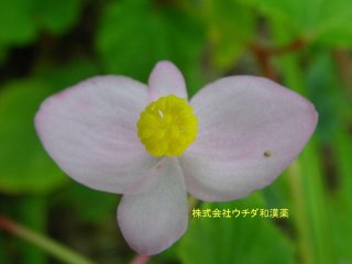 シュウカイドウ