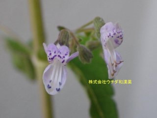 ヒキオコシ