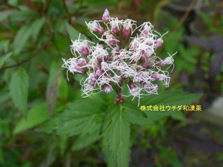 フジバカマ