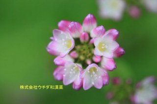 ミゾソバ