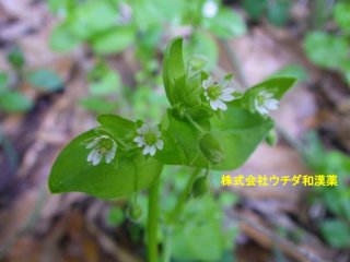 ハコベ
