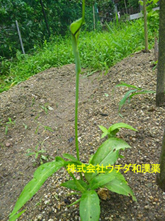 カラスビシャク