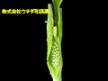 カラスビシャク