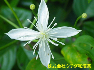 センニンソウ　キンポウゲ科