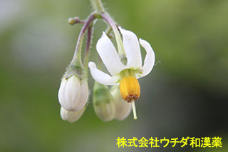 ヒヨドリジョウゴ　ナス科