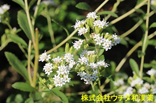 ステビア　キク科